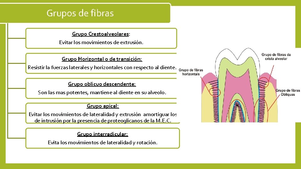 Grupos de fibras Grupo Crestoalveolares: Evitar los movimientos de extrusión. Grupo Horizontal o de