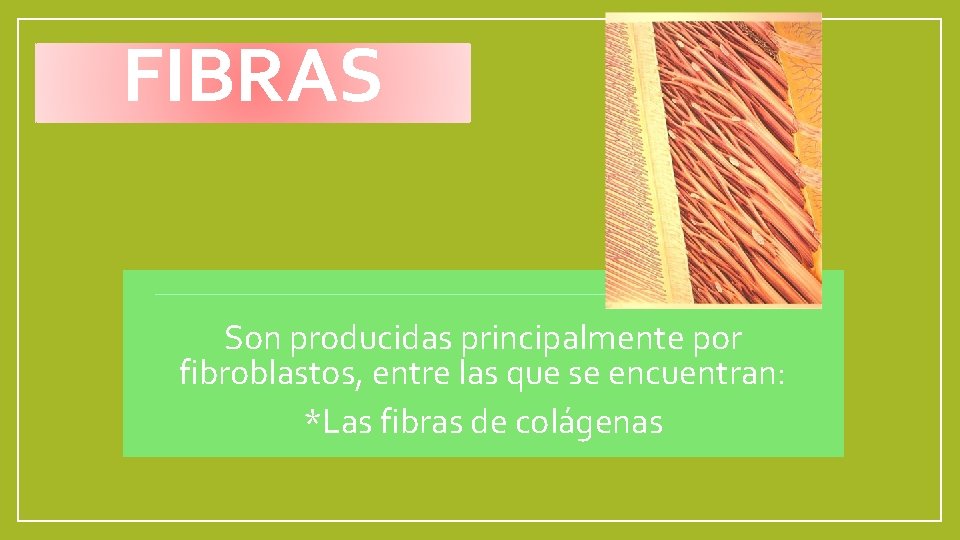 FIBRAS Son producidas principalmente por fibroblastos, entre las que se encuentran: *Las fibras de
