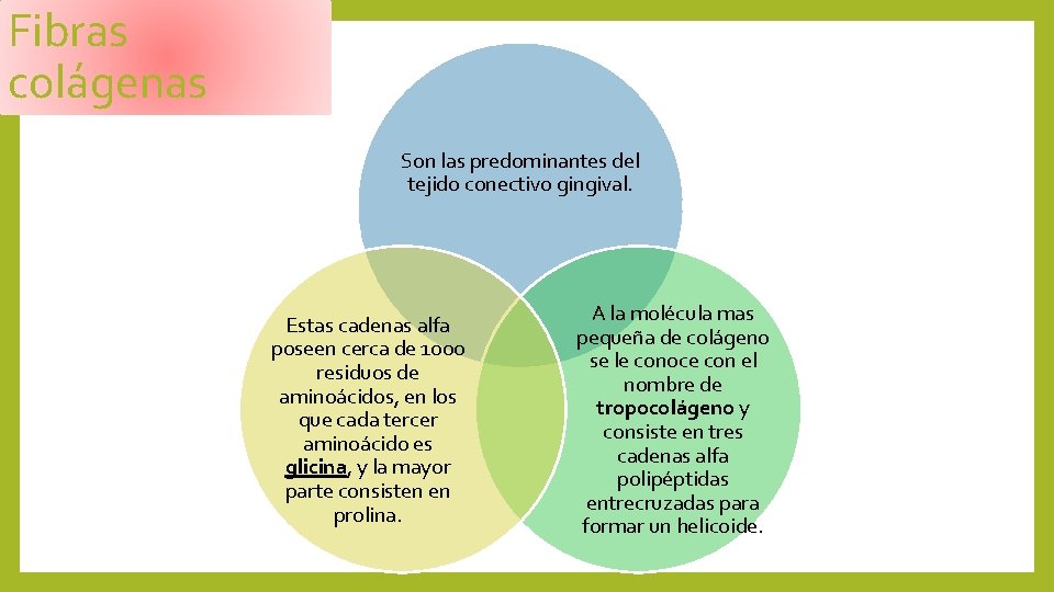 Fibras colágenas Son las predominantes del tejido conectivo gingival. Estas cadenas alfa poseen cerca