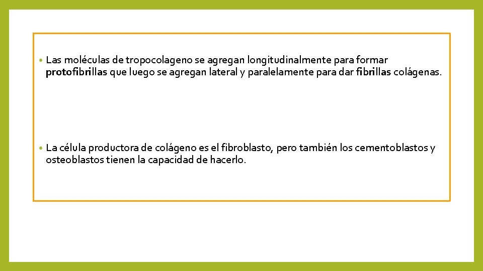  • Las moléculas de tropocolageno se agregan longitudinalmente para formar protofibrillas que luego