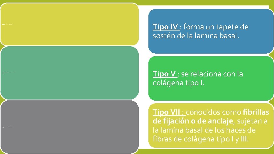 Fibra colágena tipo I: resiste la tensión de ligamentos, capsula de los órganos ,