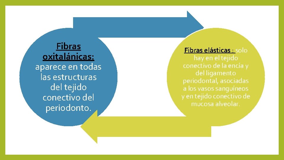 Fibras oxitalánicas: aparece en todas las estructuras del tejido conectivo del periodonto. Fibras elásticas