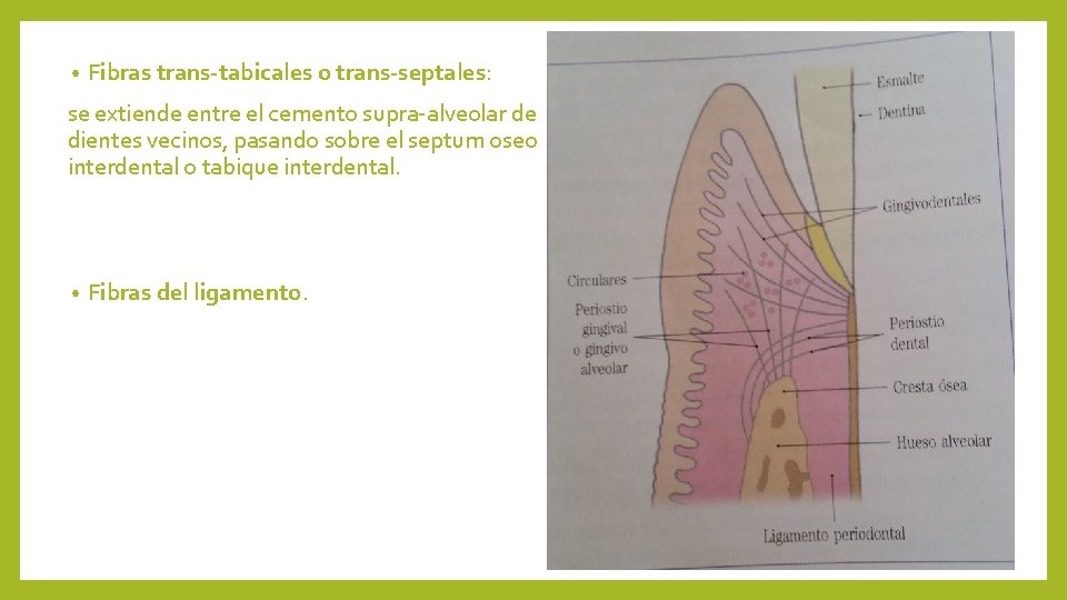  • Fibras trans-tabicales o trans-septales: se extiende entre el cemento supra-alveolar de dientes