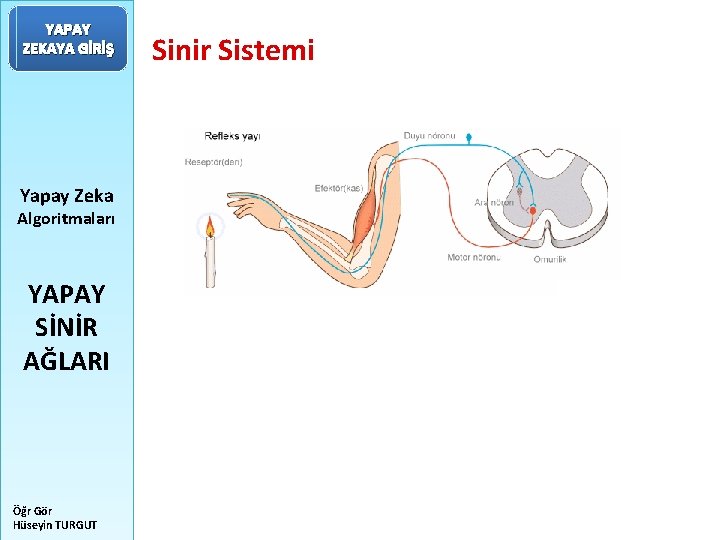 YAPAY ZEKAYA GİRİŞ Yapay Zeka Algoritmaları YAPAY SİNİR AĞLARI Öğr Gör Hüseyin TURGUT Sinir