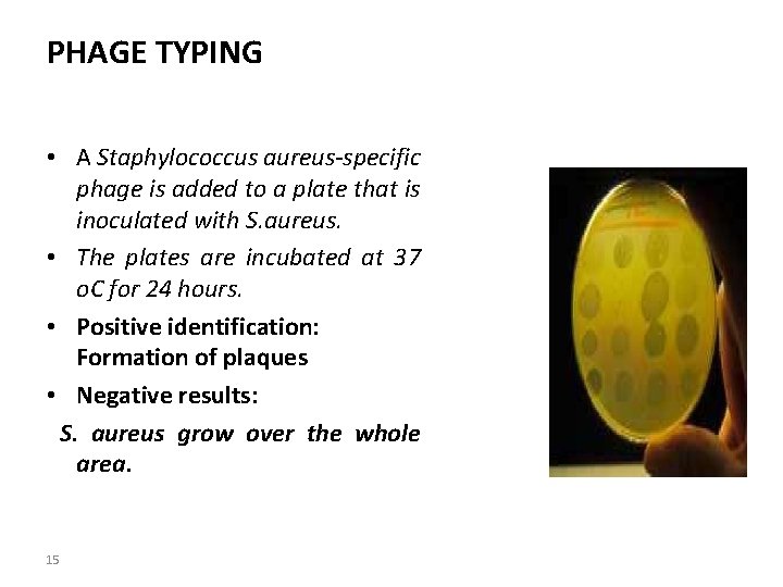 PHAGE TYPING • A Staphylococcus aureus-specific phage is added to a plate that is