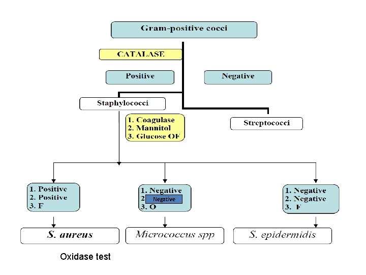 Negative Oxidase test 