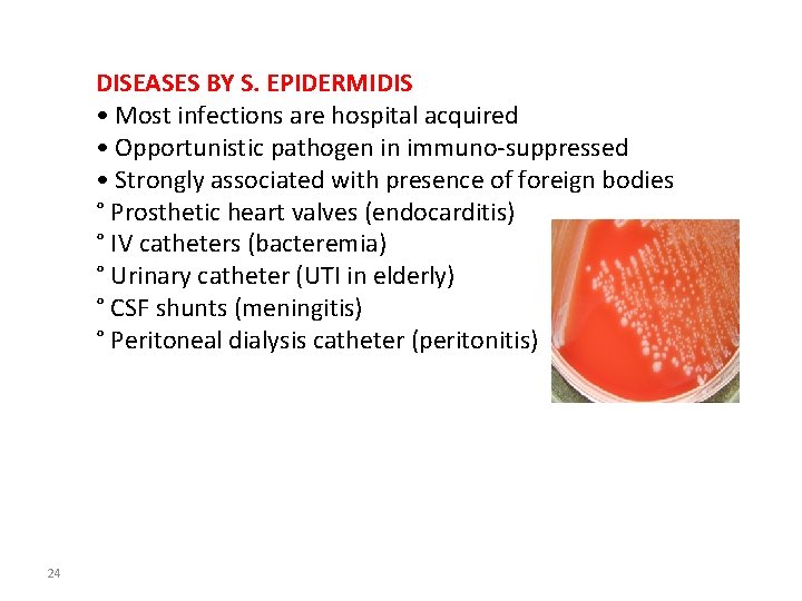 DISEASES BY S. EPIDERMIDIS • Most infections are hospital acquired • Opportunistic pathogen in