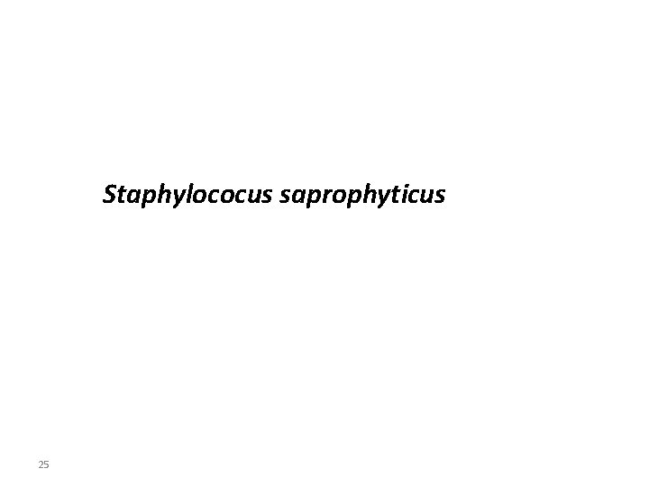 Staphylococus saprophyticus 25 