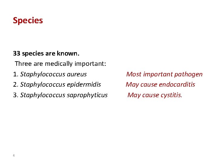 Species 33 species are known. Three are medically important: 1. Staphylococcus aureus 2. Staphylococcus