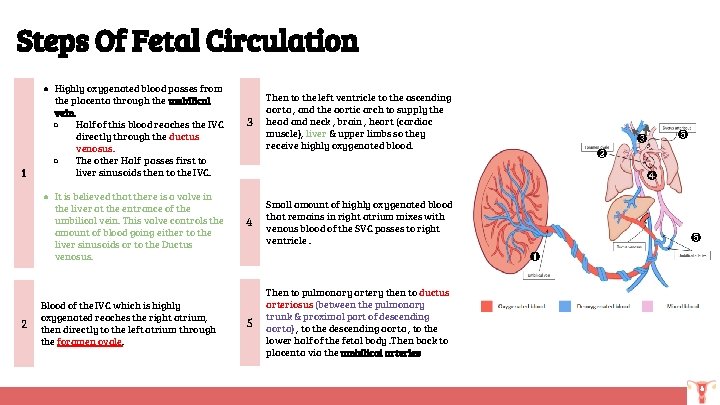 Steps Of Fetal Circulation 1 ● Highly oxygenated blood passes from the placenta through