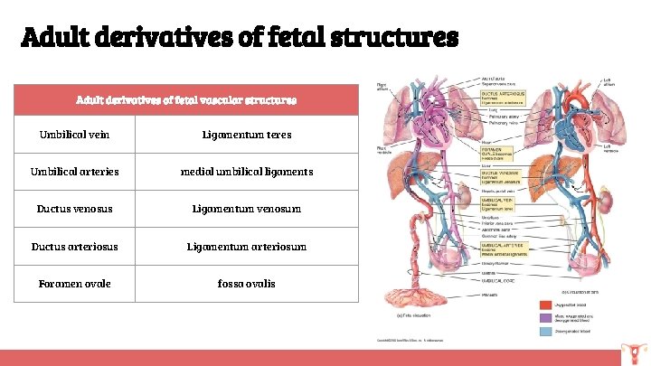 Adult derivatives of fetal structures Adult derivatives of fetal vascular structures Umbilical vein Ligamentum