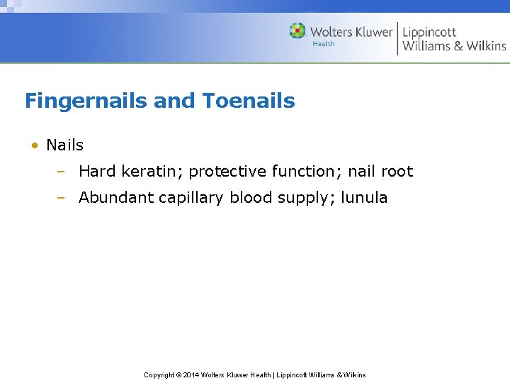 Fingernails and Toenails • Nails – Hard keratin; protective function; nail root – Abundant
