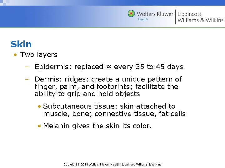 Skin • Two layers – Epidermis: replaced ≈ every 35 to 45 days –