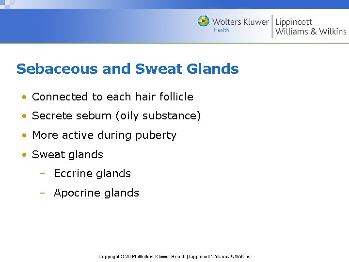 Sebaceous and Sweat Glands • Connected to each hair follicle • Secrete sebum (oily