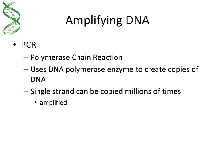 Amplifying DNA • PCR – Polymerase Chain Reaction – Uses DNA polymerase enzyme to