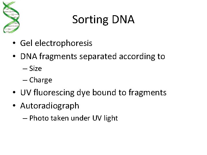 Sorting DNA • Gel electrophoresis • DNA fragments separated according to – Size –