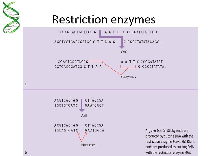 Restriction enzymes 