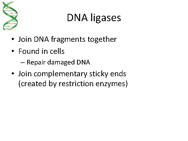 DNA ligases • Join DNA fragments together • Found in cells – Repair damaged