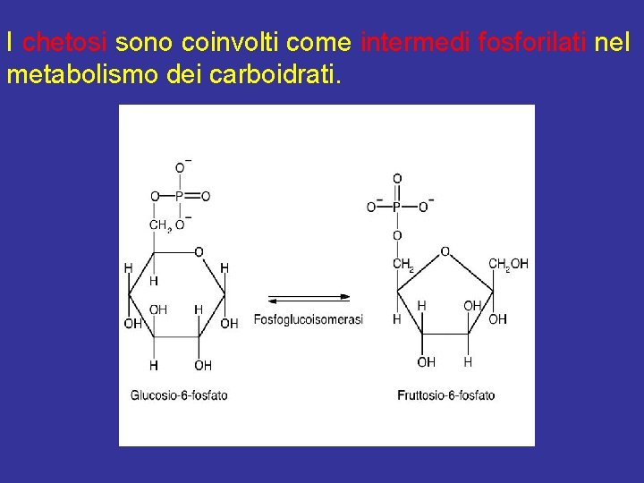 I chetosi sono coinvolti come intermedi fosforilati nel metabolismo dei carboidrati. 