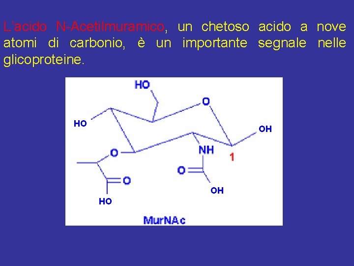 L’acido N-Acetilmuramico, un chetoso acido a nove atomi di carbonio, è un importante segnale