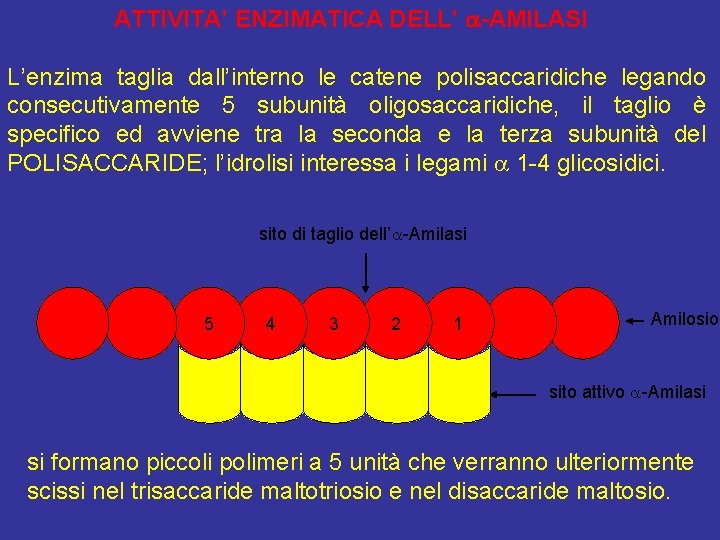 ATTIVITA’ ENZIMATICA DELL’ a-AMILASI L’enzima taglia dall’interno le catene polisaccaridiche legando consecutivamente 5 subunità