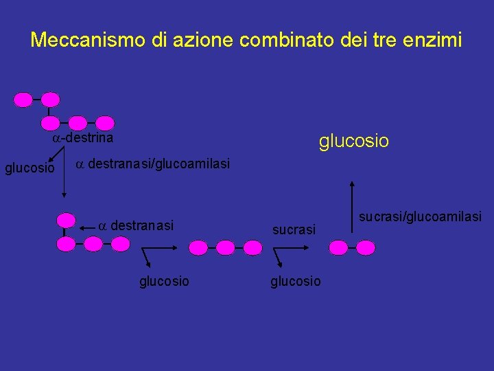 Meccanismo di azione combinato dei tre enzimi a-destrina glucosio a destranasi/glucoamilasi a destranasi glucosio
