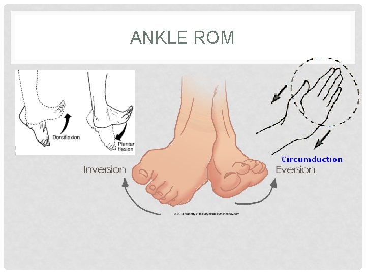 ANKLE ROM 