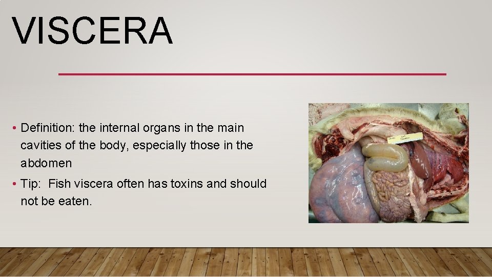 VISCERA • Definition: the internal organs in the main cavities of the body, especially