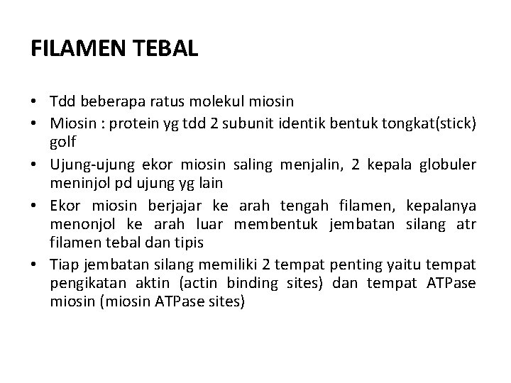 FILAMEN TEBAL • Tdd beberapa ratus molekul miosin • Miosin : protein yg tdd