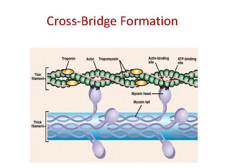 Cross-Bridge Formation 