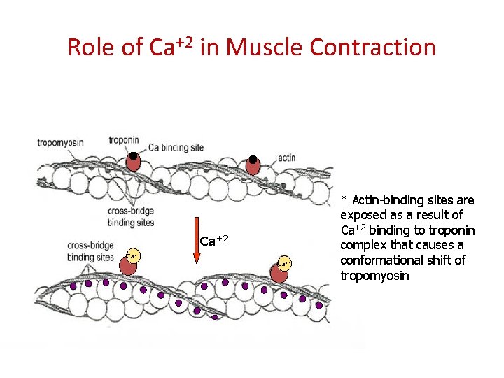 Role of Ca+2 in Muscle Contraction Ca+2 Ca++ * Actin-binding sites are exposed as