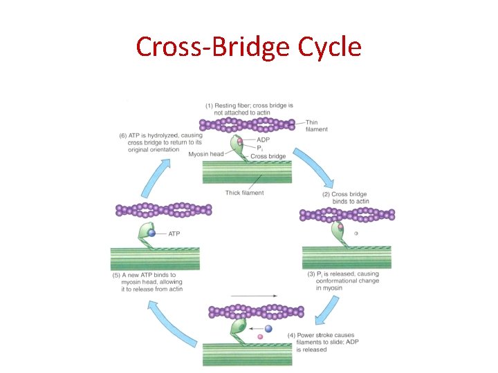 Cross-Bridge Cycle 