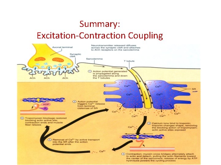 Summary: Excitation-Contraction Coupling 