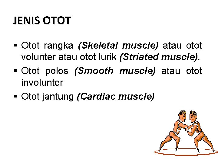 JENIS OTOT § Otot rangka (Skeletal muscle) atau otot volunter atau otot lurik (Striated