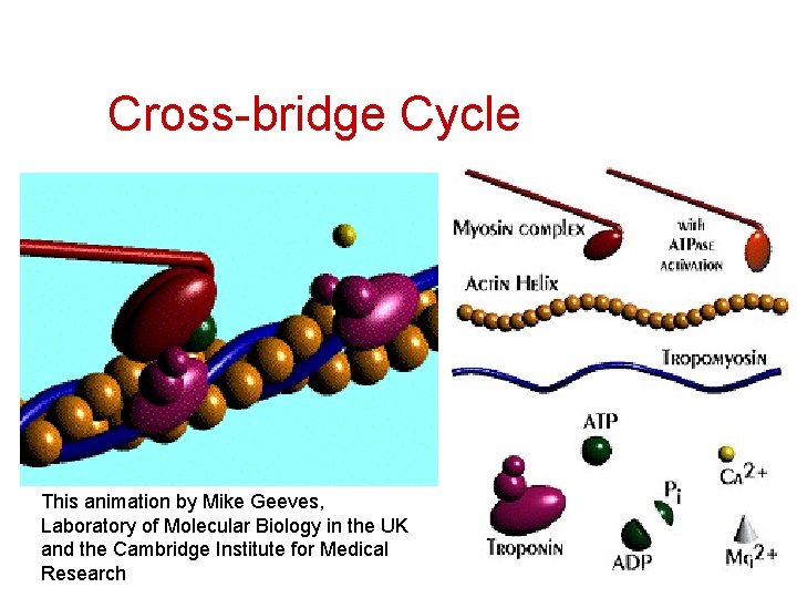 Cross-bridge Cycle This animation by Mike Geeves, Laboratory of Molecular Biology in the UK
