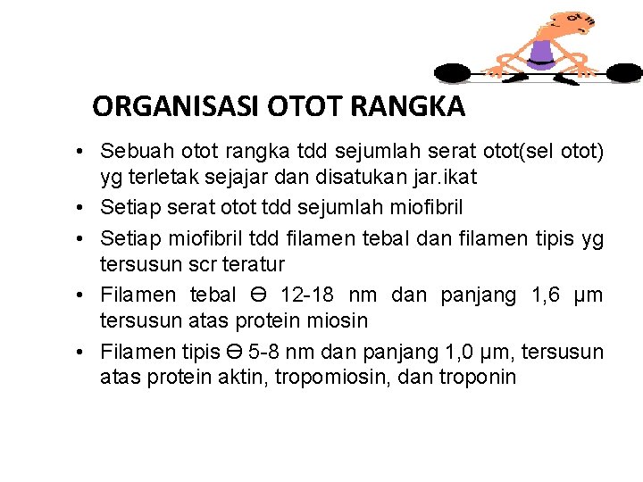 ORGANISASI OTOT RANGKA • Sebuah otot rangka tdd sejumlah serat otot(sel otot) yg terletak