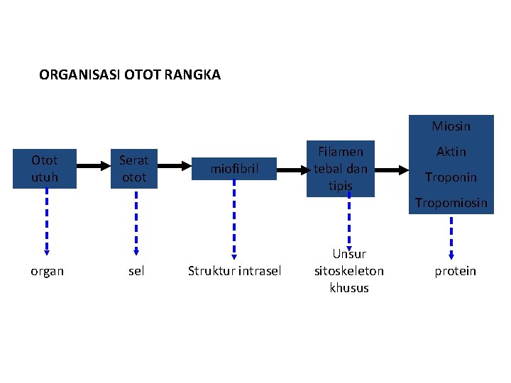 ORGANISASI OTOT RANGKA Miosin Otot utuh organ Serat otot sel miofibril Struktur intrasel Filamen