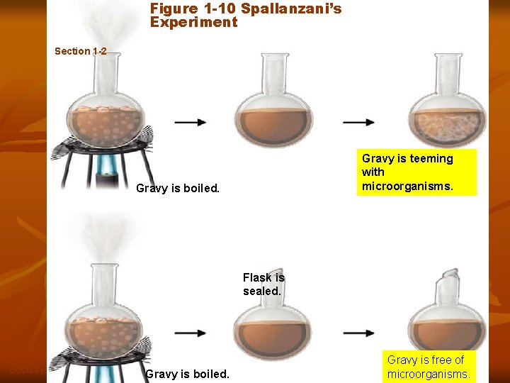 Figure 1 -10 Spallanzani’s Experiment Section 1 -2 Gravy is boiled. Flask is open.