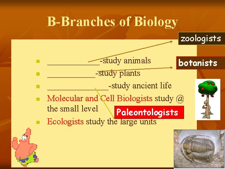B-Branches of Biology zoologists n n n ______-study animals botanists ______-study plants _______-study ancient