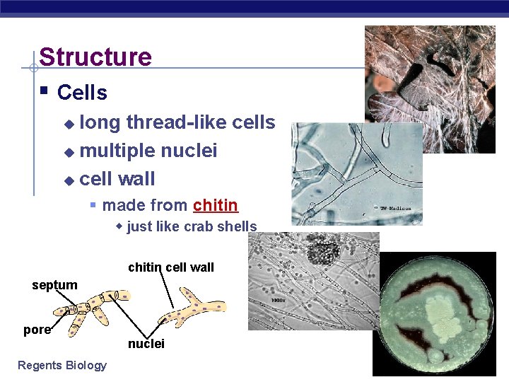 Structure § Cells long thread-like cells u multiple nuclei u cell wall u §