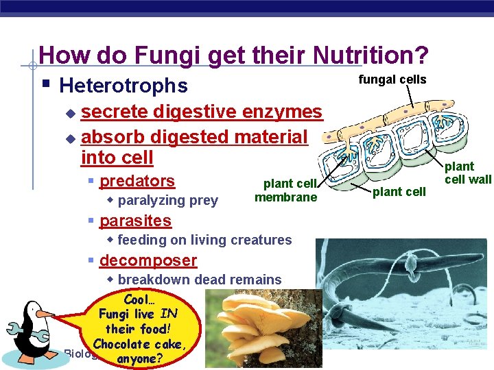 How do Fungi get their Nutrition? fungal cells § Heterotrophs secrete digestive enzymes u