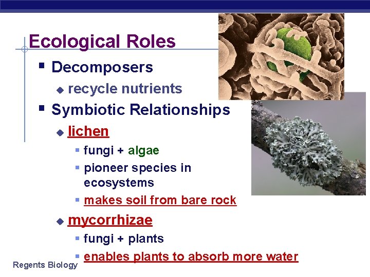 Ecological Roles § Decomposers u recycle nutrients § Symbiotic Relationships u lichen § fungi