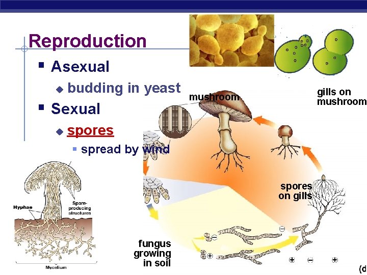 Reproduction § Asexual u budding in yeast § Sexual u gills on mushroom spores