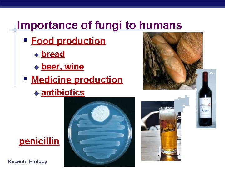 Importance of fungi to humans § Food production bread u beer, wine u §