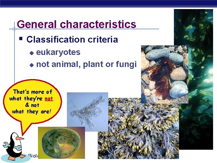 General characteristics § Classification criteria eukaryotes u not animal, plant or fungi u That’s