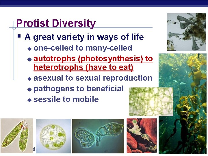 Protist Diversity § A great variety in ways of life one-celled to many-celled u