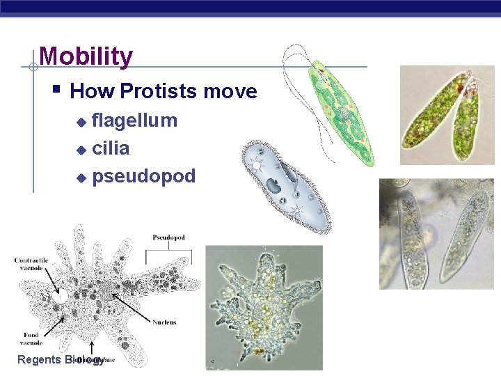 Mobility § How Protists move flagellum u cilia u pseudopod u Regents Biology 