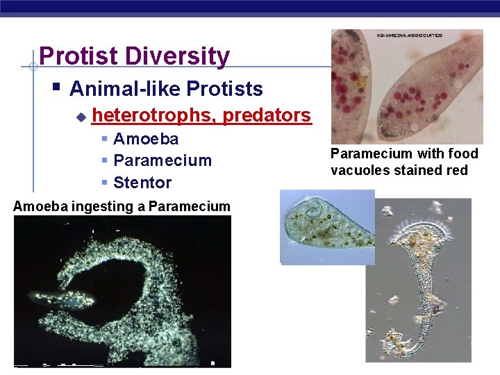 Protist Diversity § Animal-like Protists u heterotrophs, predators § Amoeba § Paramecium § Stentor