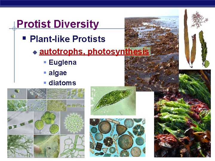 Protist Diversity § Plant-like Protists u autotrophs, photosynthesis § Euglena § algae § diatoms