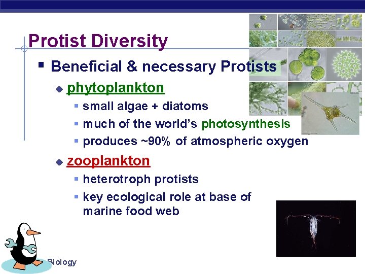 Protist Diversity § Beneficial & necessary Protists u phytoplankton § small algae + diatoms